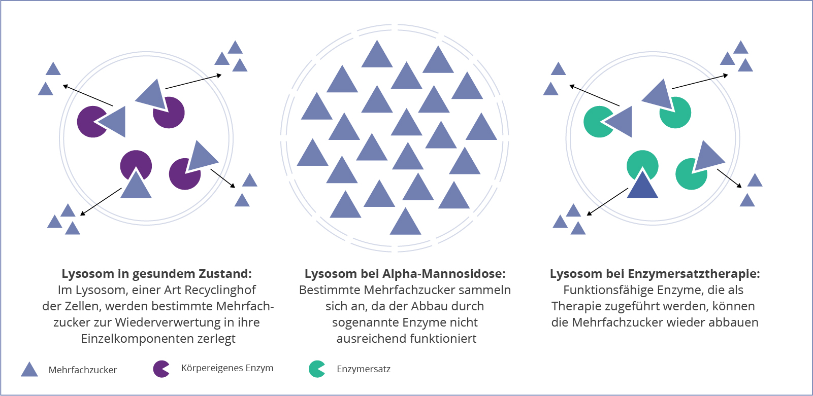 Lysosom